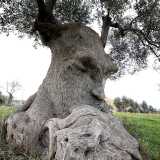 Ginosa, le foto dell'ulivo pensante